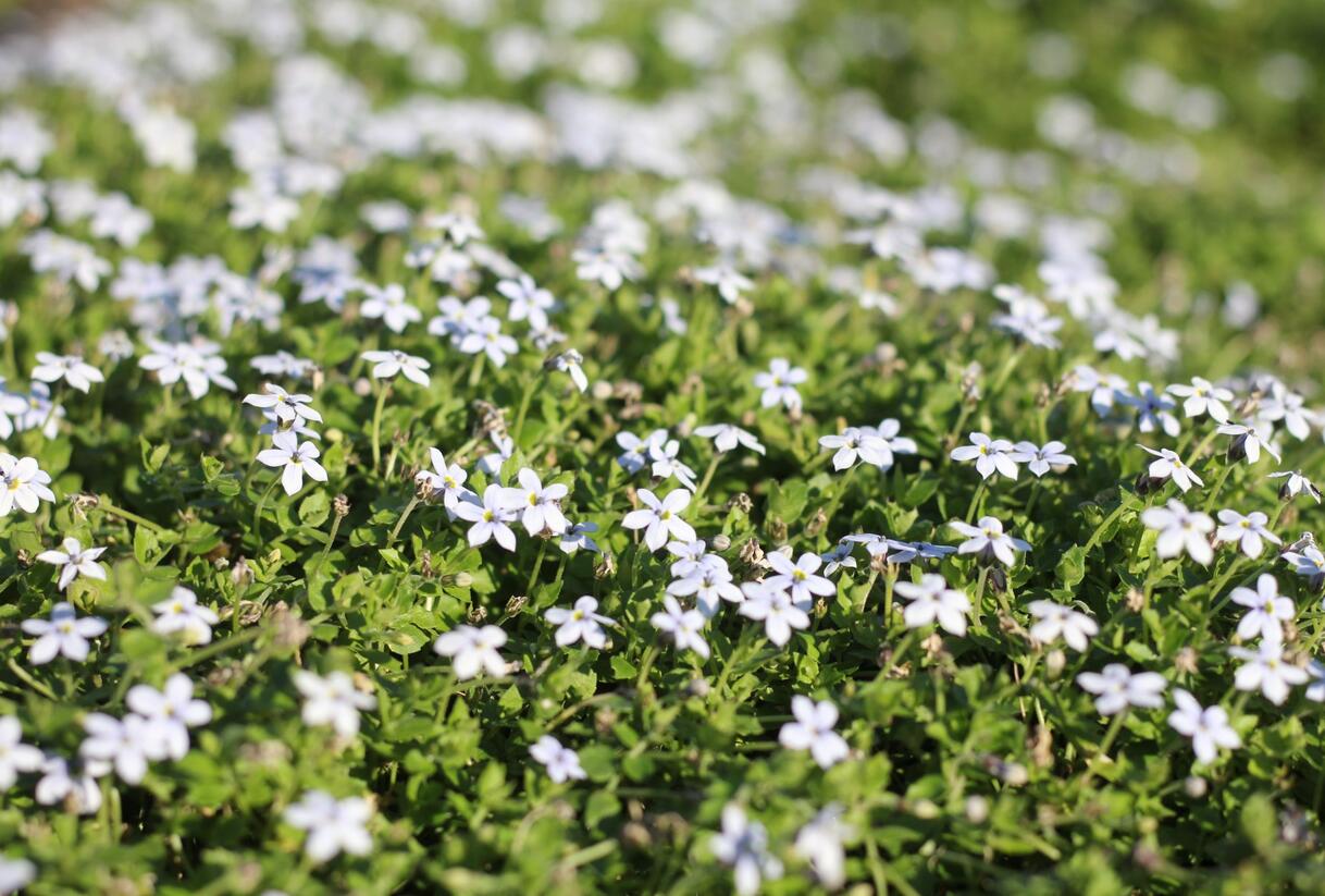 Isotoma 'White' - Isotoma fluviatilis 'White'