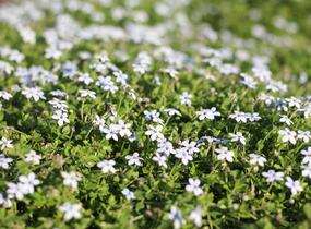 Isotoma 'White' - Isotoma fluviatilis 'White'