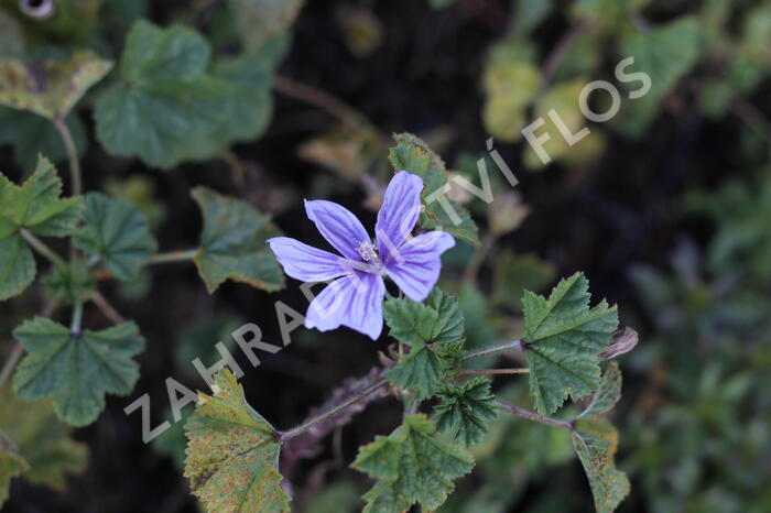 Sléz lesní 'Blue Fountain' - Malva sylvestris 'Blue Fountain'