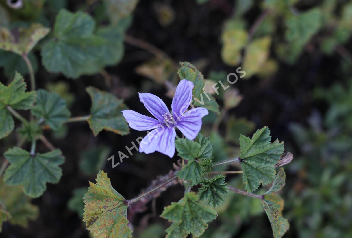 Sléz lesní 'Blue Fountain' - Malva sylvestris 'Blue Fountain'