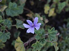 Sléz lesní 'Blue Fountain' - Malva sylvestris 'Blue Fountain'