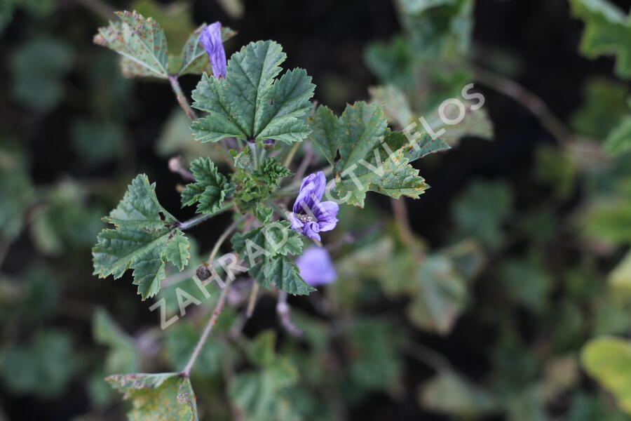 Sléz lesní 'Blue Fountain' - Malva sylvestris 'Blue Fountain'