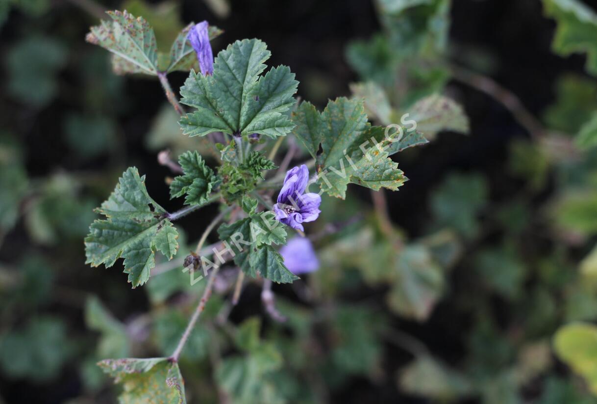 Sléz lesní 'Blue Fountain' - Malva sylvestris 'Blue Fountain'
