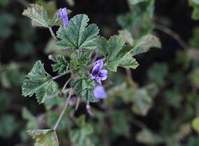 Sléz lesní 'Blue Fountain' - Malva sylvestris 'Blue Fountain'