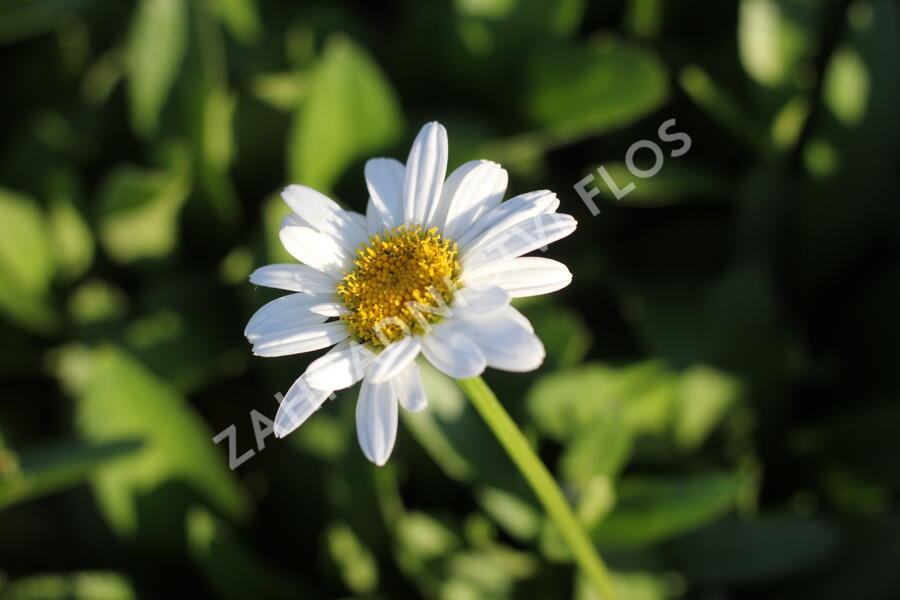 Kopretina největší 'Becky' - Leucanthemum maximum 'Becky'