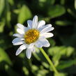 Kopretina největší 'Becky' - Leucanthemum maximum 'Becky'