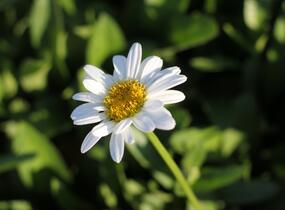 Kopretina největší 'Becky' - Leucanthemum maximum 'Becky'