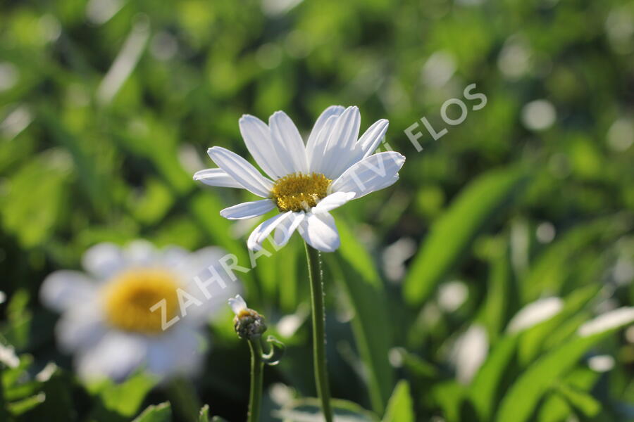 Kopretina největší 'Becky' - Leucanthemum maximum 'Becky'