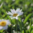 Kopretina největší 'Becky' - Leucanthemum maximum 'Becky'