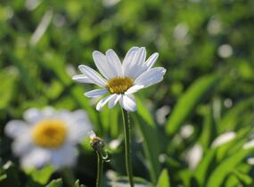 Kopretina největší 'Becky' - Leucanthemum maximum 'Becky'