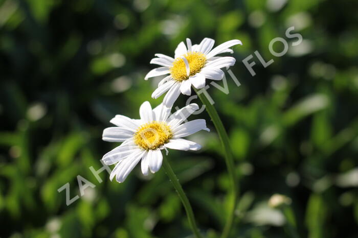 Kopretina největší 'Becky' - Leucanthemum maximum 'Becky'