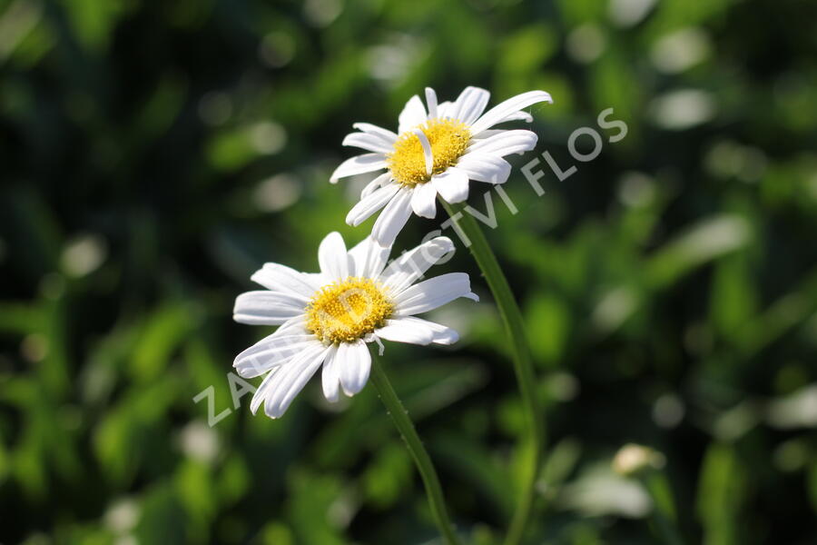 Kopretina největší 'Becky' - Leucanthemum maximum 'Becky'