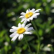 Kopretina největší 'Becky' - Leucanthemum maximum 'Becky'