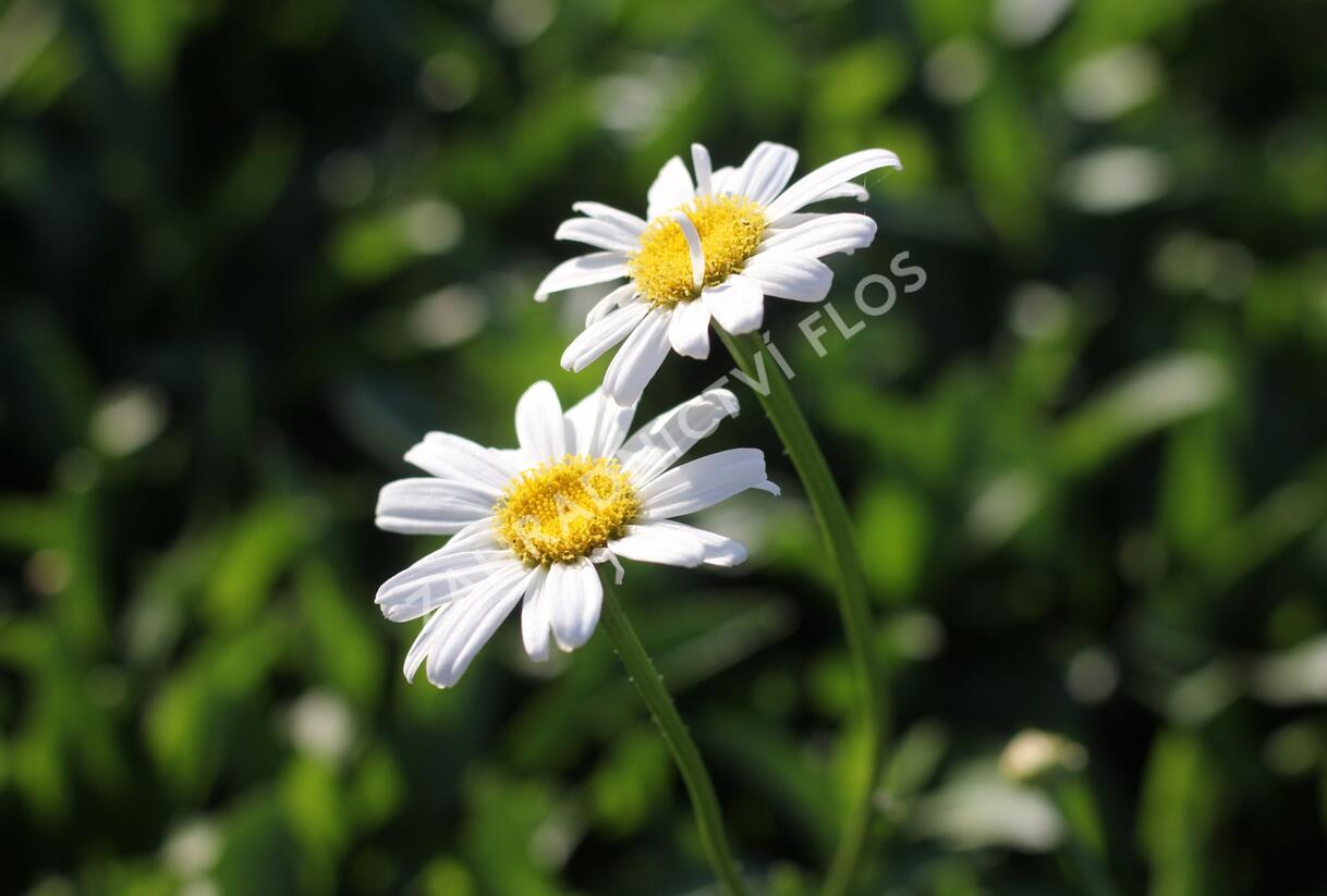 Kopretina největší 'Becky' - Leucanthemum maximum 'Becky'