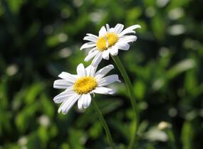 Kopretina největší 'Becky' - Leucanthemum maximum 'Becky'