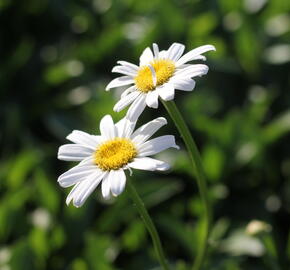 Kopretina největší 'Becky' - Leucanthemum maximum 'Becky'