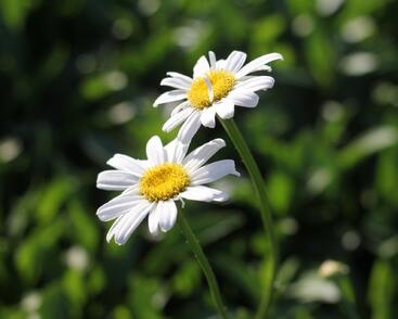 Kopretina největší 'Becky'