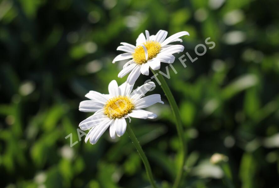 Kopretina největší 'Becky' - Leucanthemum maximum 'Becky'