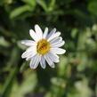 Kopretina největší 'Becky' - Leucanthemum maximum 'Becky'