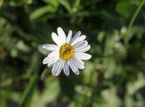 Kopretina největší 'Becky' - Leucanthemum maximum 'Becky'