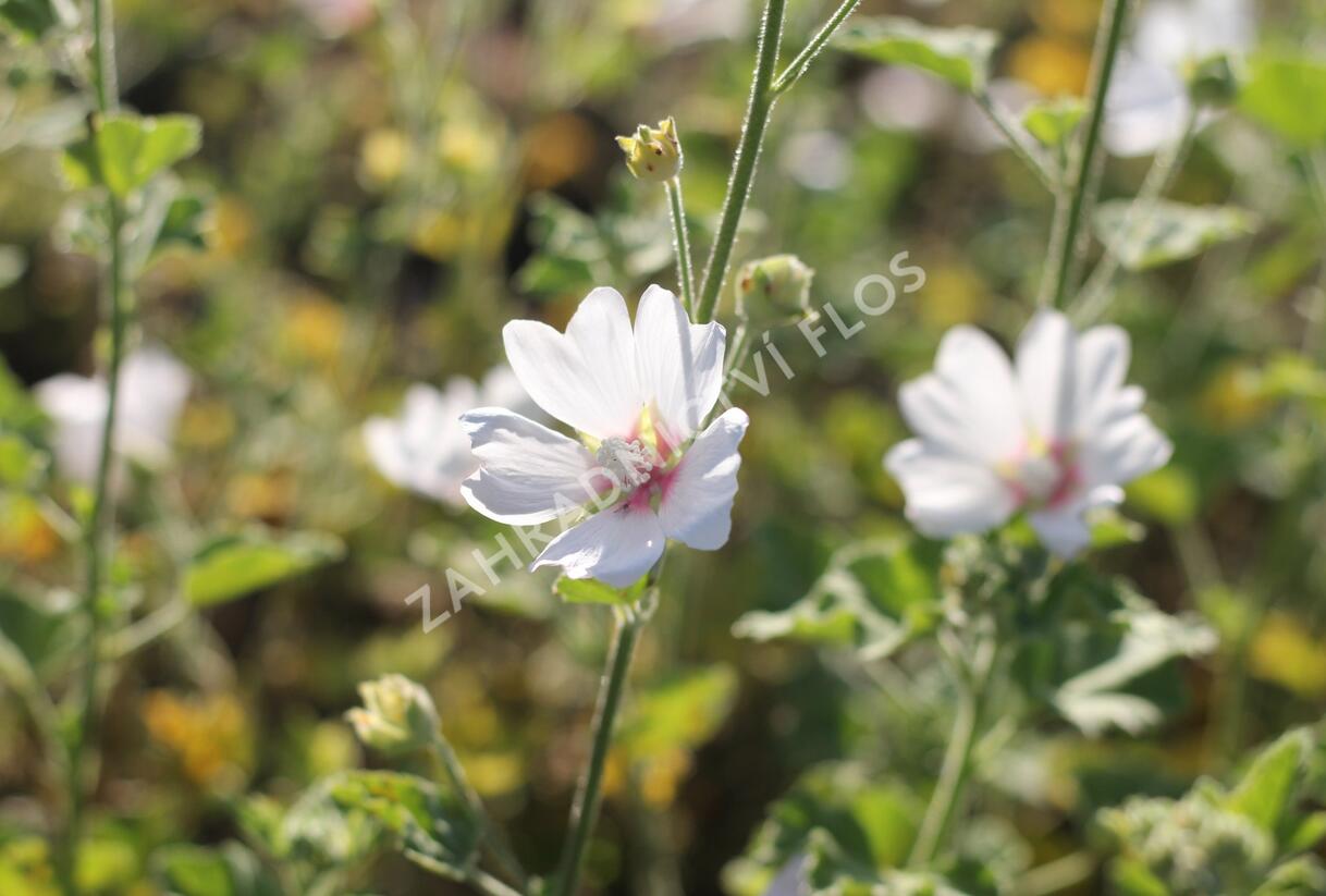 Slézovec 'Frederique' - Lavatera 'Frederique'