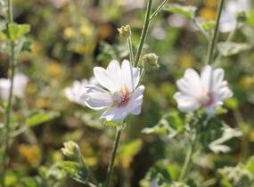 Slézovec 'Frederique' - Lavatera 'Frederique'
