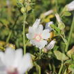 Slézovec 'Frederique' - Lavatera 'Frederique'