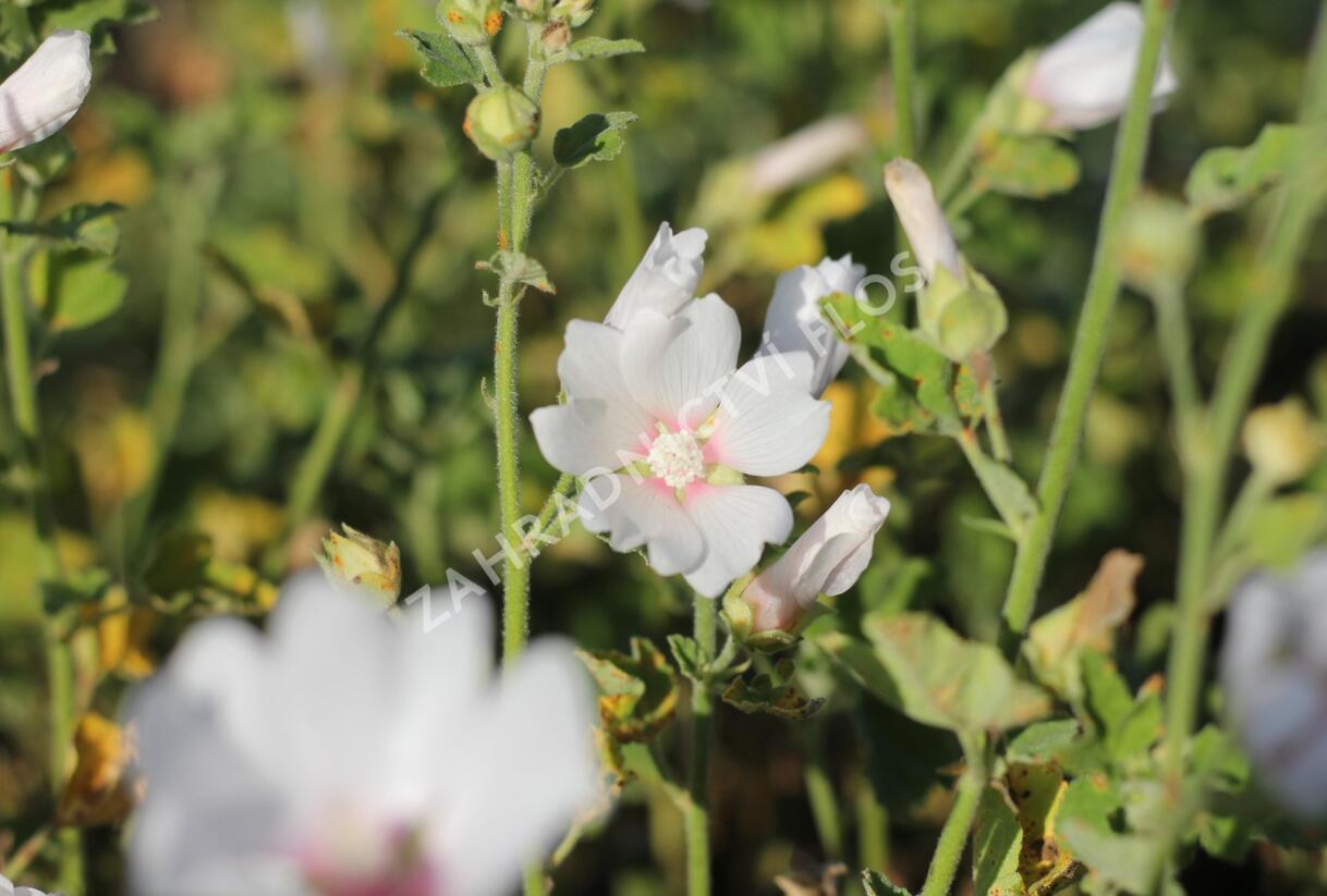 Slézovec 'Frederique' - Lavatera 'Frederique'