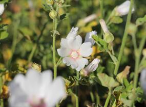 Slézovec 'Frederique' - Lavatera 'Frederique'