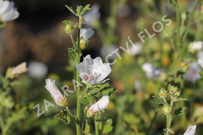 Slézovec 'Frederique' - Lavatera 'Frederique'