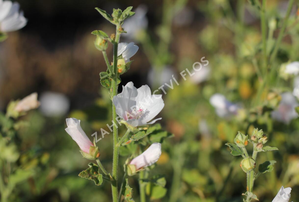 Slézovec 'Frederique' - Lavatera 'Frederique'