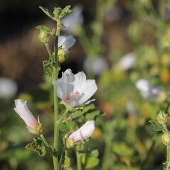 Slézovec 'Frederique' - Lavatera 'Frederique'