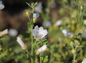 Slézovec 'Frederique' - Lavatera 'Frederique'
