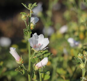 Slézovec 'Frederique' - Lavatera 'Frederique'