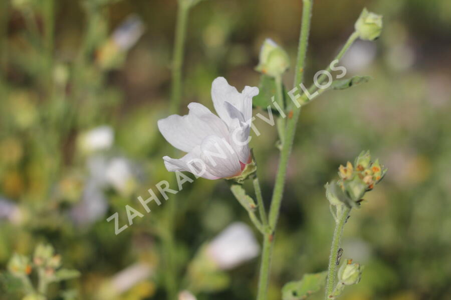 Slézovec 'Frederique' - Lavatera 'Frederique'