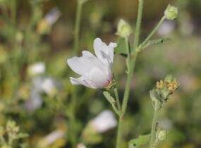 Slézovec 'Frederique' - Lavatera 'Frederique'