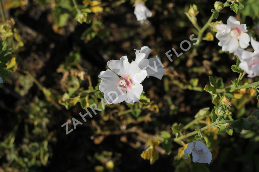 Slézovec 'Frederique' - Lavatera 'Frederique'