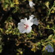 Slézovec 'Frederique' - Lavatera 'Frederique'