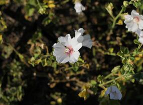 Slézovec 'Frederique' - Lavatera 'Frederique'