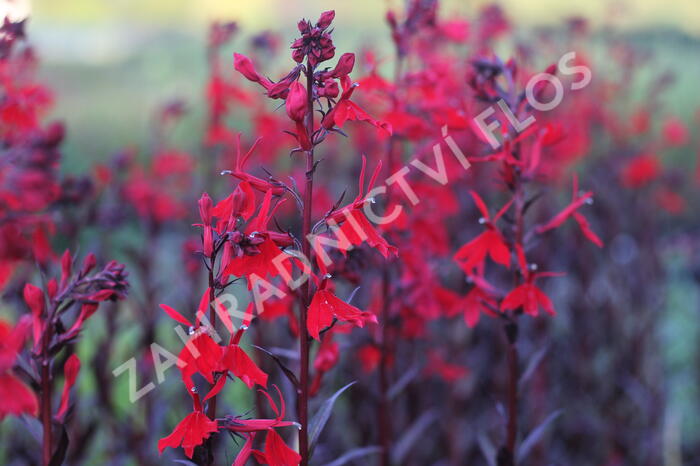 Lobelka 'Queen Victoria' - Lobelia fulgens 'Queen Victoria'