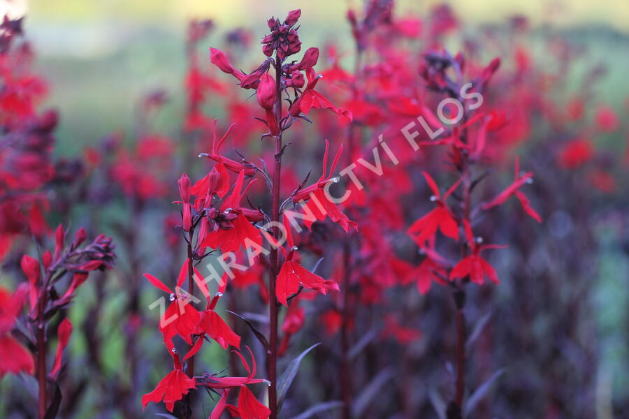Lobelka 'Queen Victoria' - Lobelia fulgens 'Queen Victoria'