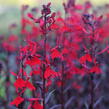 Lobelka 'Queen Victoria' - Lobelia fulgens 'Queen Victoria'