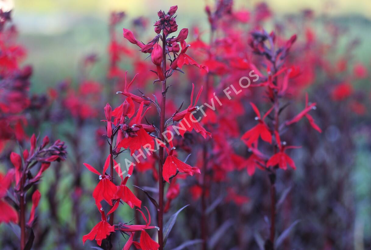Lobelka 'Queen Victoria' - Lobelia fulgens 'Queen Victoria'