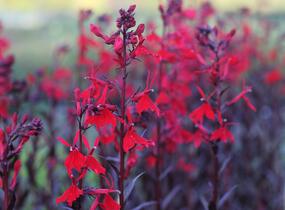 Lobelka 'Queen Victoria' - Lobelia fulgens 'Queen Victoria'