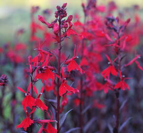 Lobelka 'Queen Victoria' - Lobelia fulgens 'Queen Victoria'