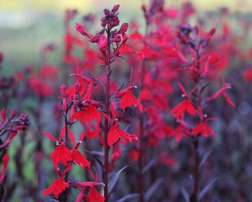 Lobelka 'Queen Victoria'