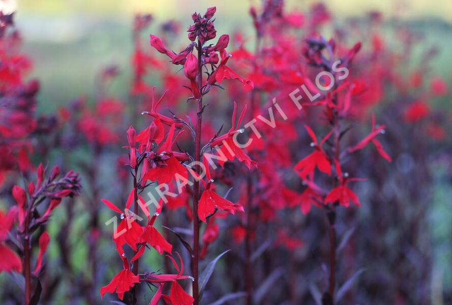 Lobelka 'Queen Victoria' - Lobelia fulgens 'Queen Victoria'