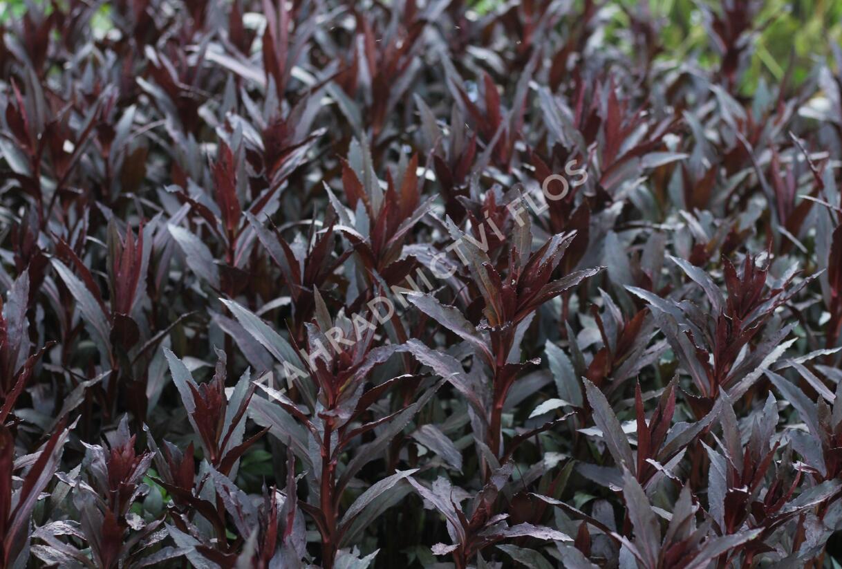 Lobelka 'Queen Victoria' - Lobelia fulgens 'Queen Victoria'