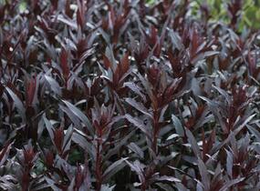 Lobelka 'Queen Victoria' - Lobelia fulgens 'Queen Victoria'