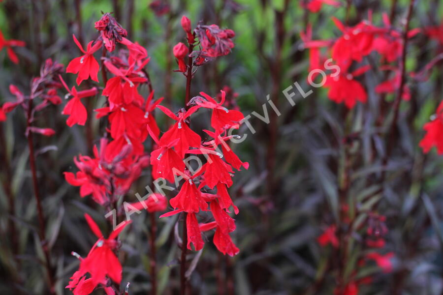 Lobelka 'Queen Victoria' - Lobelia fulgens 'Queen Victoria'